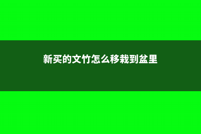 新买的文竹怎么养 (新买的文竹怎么移栽到盆里)