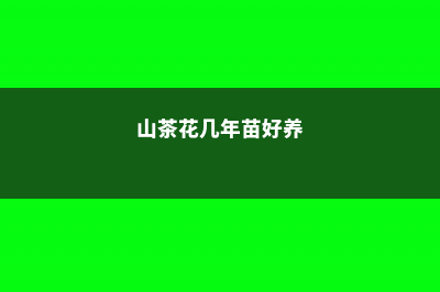 山茶花小苗一般开花多久，为什么不见长 (山茶花几年苗好养)