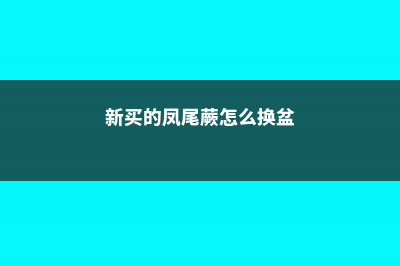 新买的凤尾蕨怎么养 (新买的凤尾蕨怎么换盆)