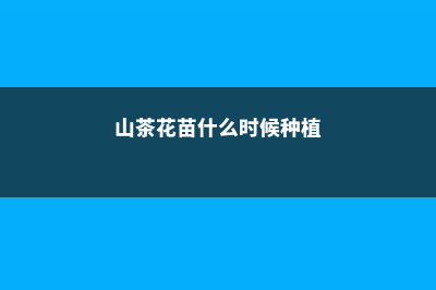 山茶花小苗什么时候移栽，山茶花移栽需要注意什么事项 (山茶花苗什么时候种植)