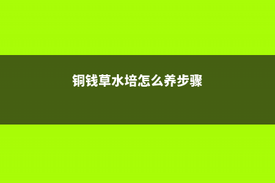 铜钱草水培方法，铜钱草水培怎么固定根 (铜钱草水培怎么养步骤)