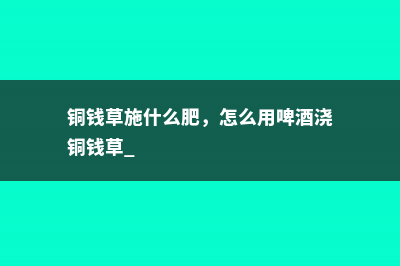 铜钱草施什么肥，怎么用啤酒浇铜钱草 