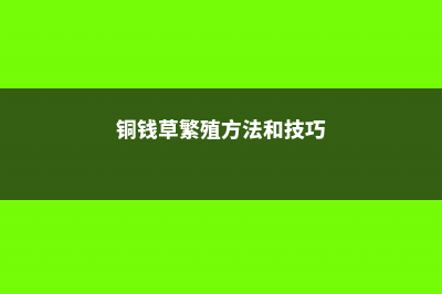 铜钱草繁殖方法，铜钱草没根能繁殖吗 (铜钱草繁殖方法和技巧)