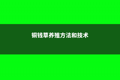 铜钱草养殖方法，铜钱草好不好养 (铜钱草养殖方法和技术)