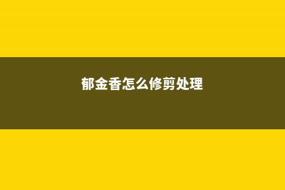 郁金香怎么修剪，郁金香要剪枝吗 (郁金香怎么修剪处理)