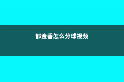 郁金香怎么分球，郁金香分球繁殖 (郁金香怎么分球视频)