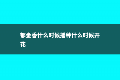 郁金香播种季节，郁金香从播种到开花需要多少天 (郁金香什么时候播种什么时候开花)