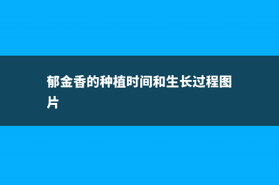 郁金香的种植时间和方法，郁金香种球种植 (郁金香的种植时间和生长过程图片)