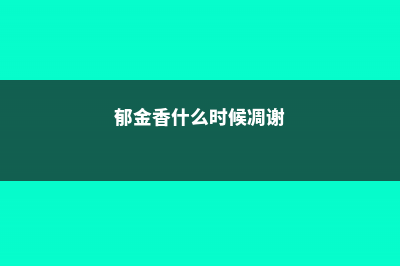 郁金香什么时候开花，郁金香不开花怎么办 (郁金香什么时候凋谢)