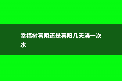 幸福树喜阴还是喜阳光，幸福树不见阳光可以吗 (幸福树喜阴还是喜阳几天浇一次水)