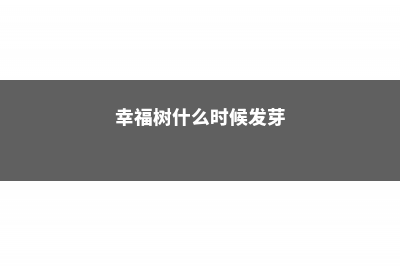 幸福树什么时候修剪最好，幸福树怎样修剪枝叶 (幸福树什么时候发芽)