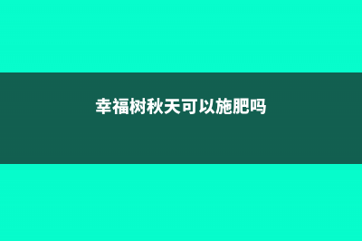 幸福树秋天可以扦插吗，幸福树扦插的最佳季节 (幸福树秋天可以施肥吗)