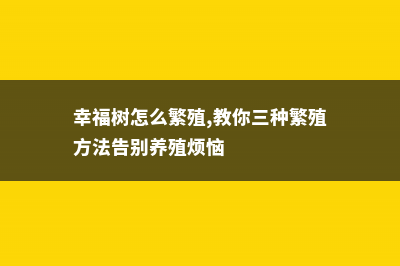 幸福树怎么繁殖，幸福树繁殖方法 (幸福树怎么繁殖,教你三种繁殖方法告别养殖烦恼)