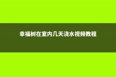 幸福树在室内几天浇水，幸福树浇水方法 (幸福树在室内几天浇水视频教程)