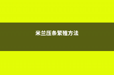 米兰压条繁殖方法，米兰花怎么压枝 (米兰压条繁殖方法)