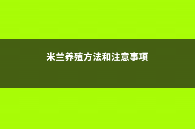 米兰养殖方法和注意事项，米兰怎么养 (米兰养殖方法和注意事项)