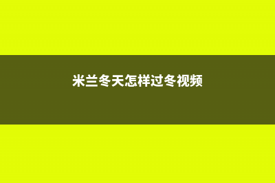 米兰怎么过冬天，米兰花过冬最低温度 (米兰冬天怎样过冬视频)