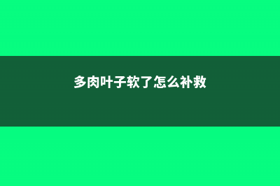 多肉叶子软了怎么补救，多肉叶子变软变皱 (多肉叶子软了怎么补救)