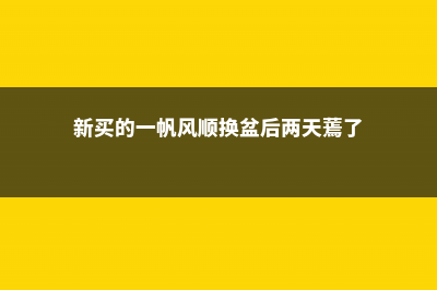 新买的一帆风顺怎么养 (新买的一帆风顺换盆后两天蔫了)