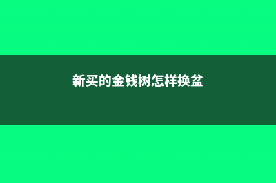 新买的金钱树怎么养 (新买的金钱树怎样换盆)