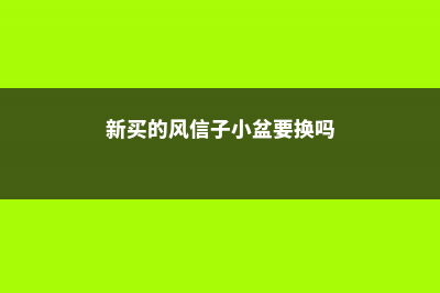 新买的风信子怎么养 (新买的风信子小盆要换吗)