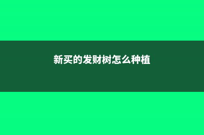 新买的发财树怎么养 (新买的发财树怎么种植)