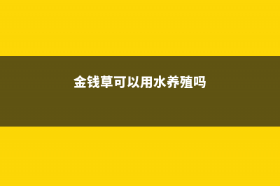 水养金钱草可行吗，如何水养金钱草 (金钱草可以用水养殖吗)