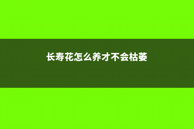 长寿花怎么养才能开花，不开花是什么原因呢 (长寿花怎么养才不会枯萎)