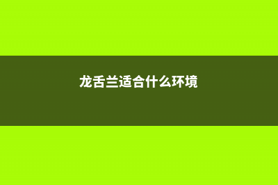 龙舌兰生长环境，龙舌兰怎么可以快速生长 (龙舌兰适合什么环境)