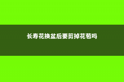 长寿花换盆后要浇水吗，换盆多久可以晒太阳 (长寿花换盆后要剪掉花苞吗)