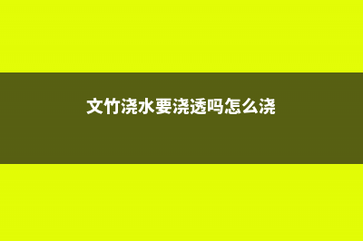 文竹浇水要浇透吗，浇水怎么算浇透 (文竹浇水要浇透吗怎么浇)