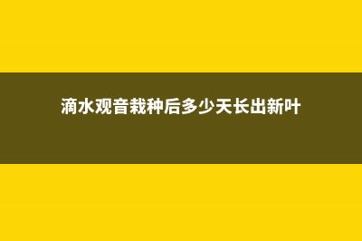 滴水观音栽种后几天生根，滴水观音烂根怎么办 (滴水观音栽种后多少天长出新叶)