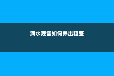 滴水观音如何养长的快，滴水观音能放在室内养吗 (滴水观音如何养出粗茎)