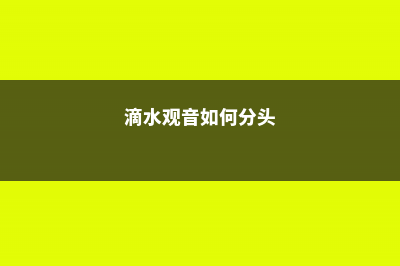 滴水观音如何分株，滴水观音分株上盆后需浇水吗 (滴水观音如何分头)