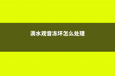 滴水观音冻伤了怎么办，冻伤后还能活吗 (滴水观音冻坏怎么处理)