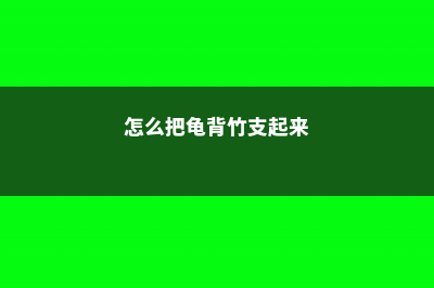 怎么使龟背竹安全度过冬天，冬天会冻死吗 (怎么把龟背竹支起来)