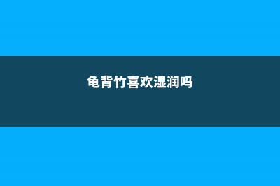 龟背竹喜湿还是喜干，龟背竹的养护因素 (龟背竹喜欢湿润吗)