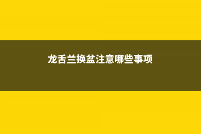 龙舌兰换盆注意事项，龙舌兰什么时候换盆 (龙舌兰换盆注意哪些事项)