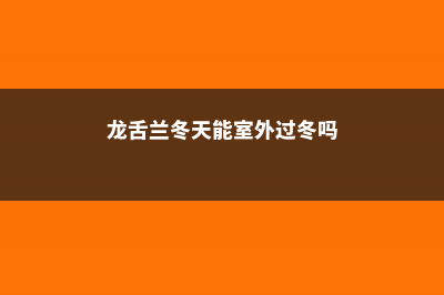 龙舌兰过冬温度，龙舌兰可以过冬吗 (龙舌兰冬天能室外过冬吗)