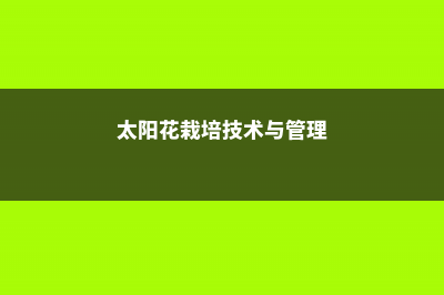 太阳花栽培技术，太阳花花苗怎么栽培 (太阳花栽培技术与管理)