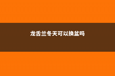 龙舌兰如何过冬，龙舌兰能在室外过冬吗 (龙舌兰冬天可以换盆吗)