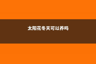 盆栽太阳花冬季养护，太阳花冬天会死吗 (太阳花冬天可以养吗)