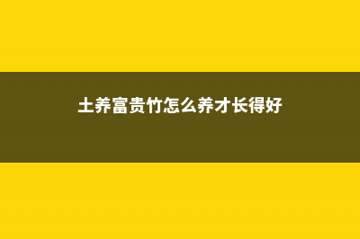 土养富贵竹怎么翻盆，土盆养富贵竹注意事项 (土养富贵竹怎么养才长得好)