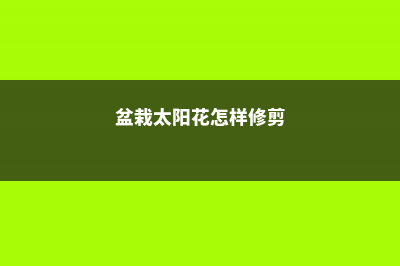 盆栽太阳花怎样过冬，秋季几天浇次水 (盆栽太阳花怎样修剪)