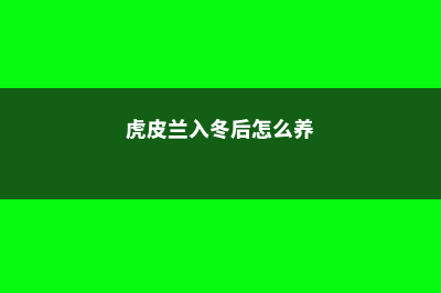 虎皮兰越冬方法，虎皮兰冬季会被冻死吗 (虎皮兰入冬后怎么养)