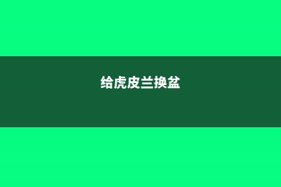 虎皮兰换盆的正确方法，换盆的时间 (给虎皮兰换盆)