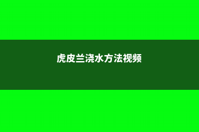 虎皮兰的浇水频率，浇水其他注意事项 (虎皮兰浇水方法视频)