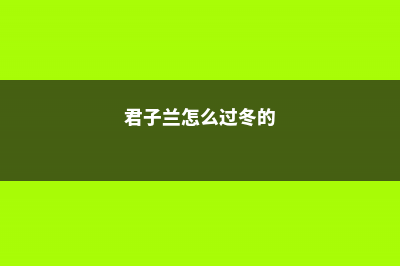 君子兰怎么过冬天，可以晒太阳吗 (君子兰怎么过冬的)