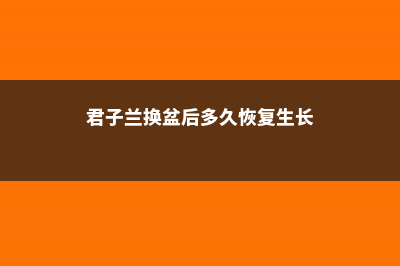 君子兰换盆后多久可以施肥，怎么施肥和施什么肥好 (君子兰换盆后多久恢复生长)