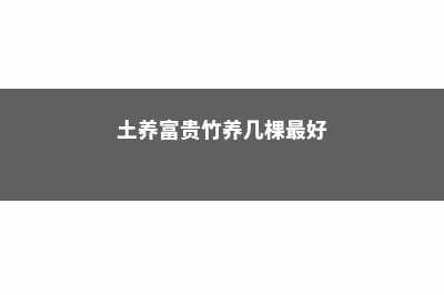 土养富贵竹养几根才最好，土养富贵竹怎么变粗 (土养富贵竹养几棵最好)